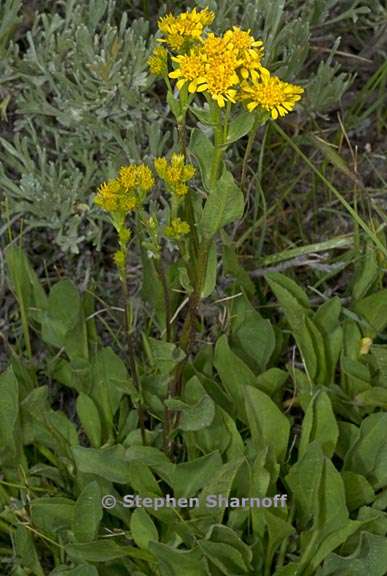 solidago multiradiata 9 graphic